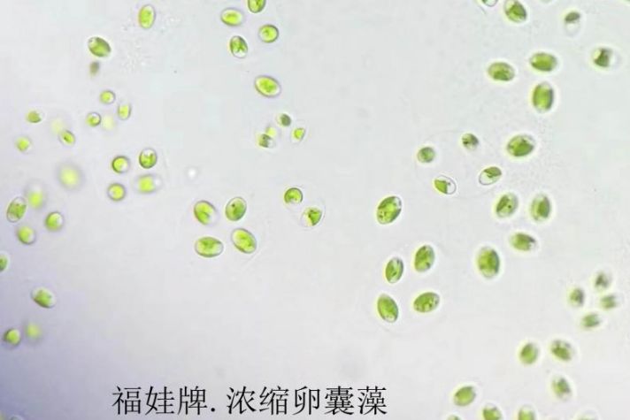 卵囊藻显微镜下图片图片