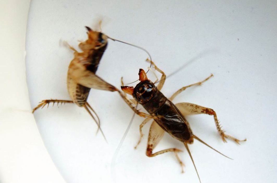 又到一年蛐蛐叫秋风渐起斗将来