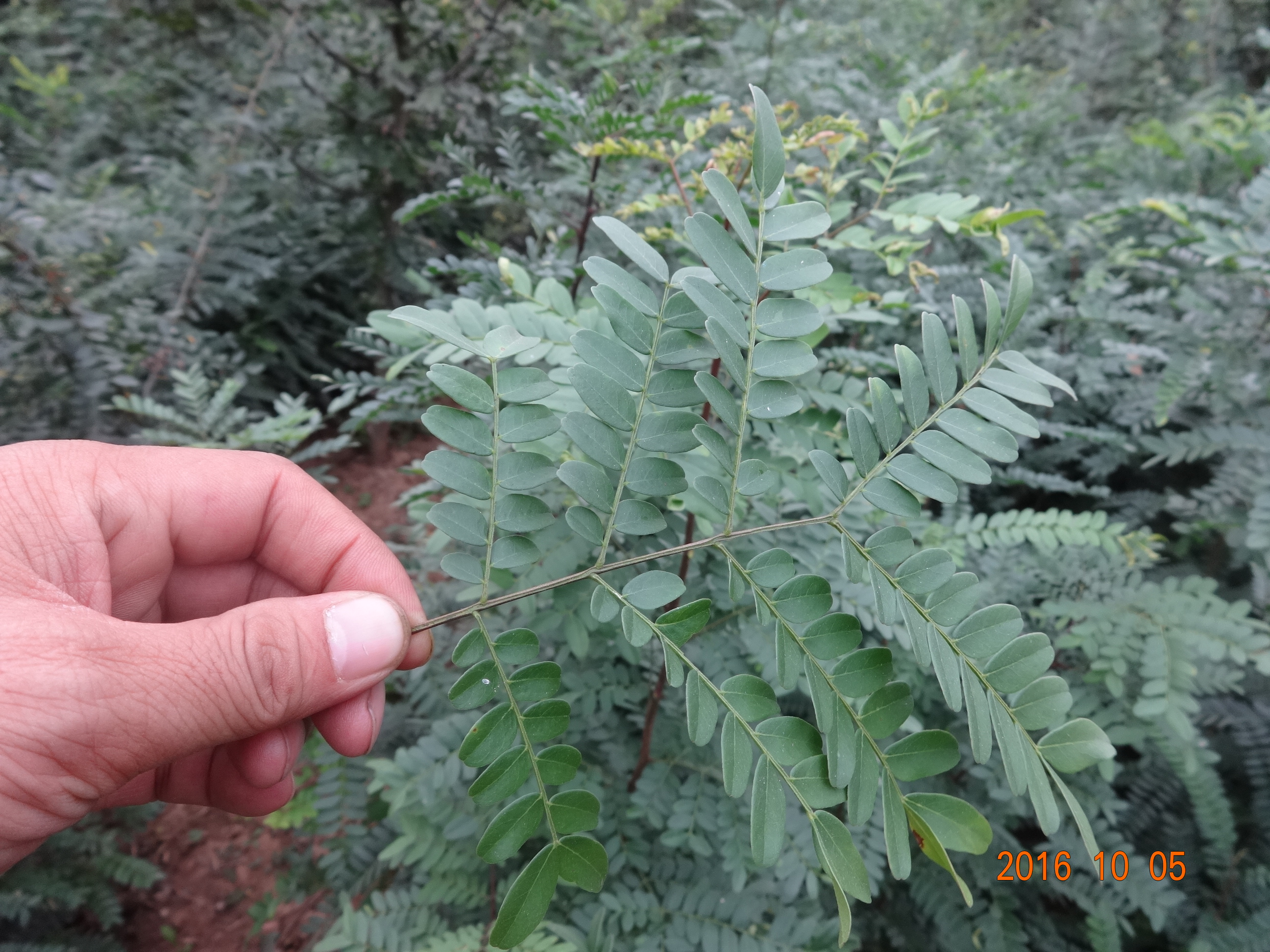 皂角树有几种,各有啥特点?皂荚的种类及主要特点