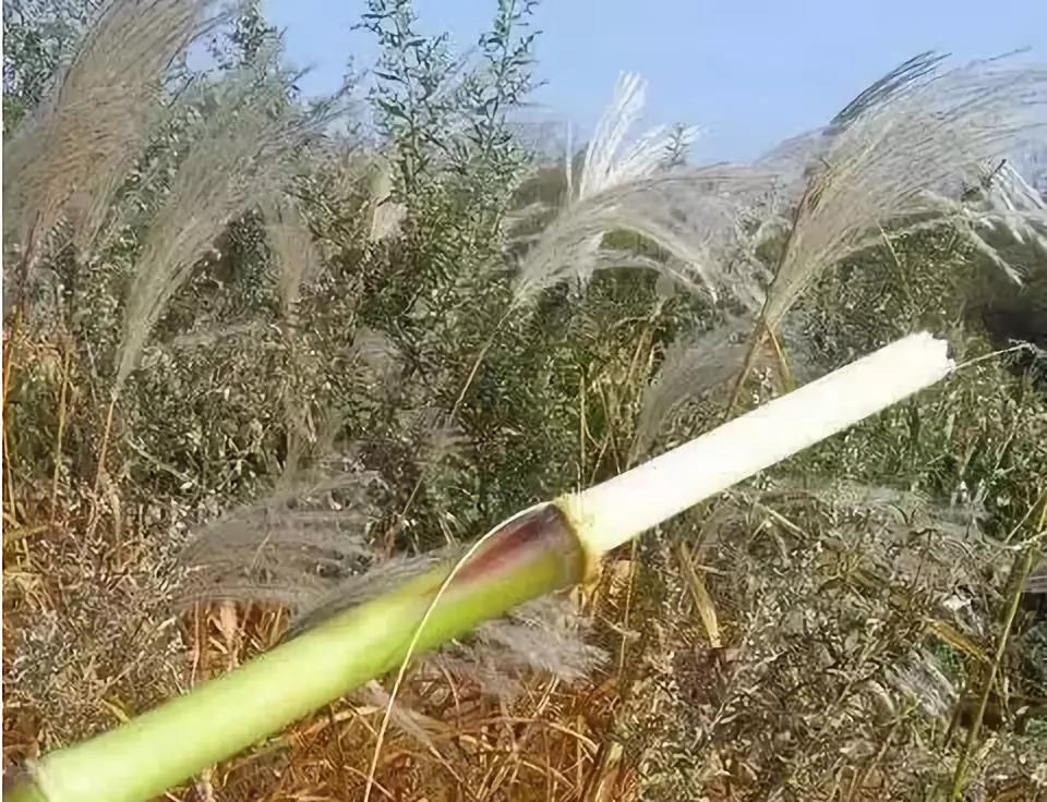 过去,小孩就把会把这个当自己解馋的零食,这种"甜树杆儿"的茎秆富含