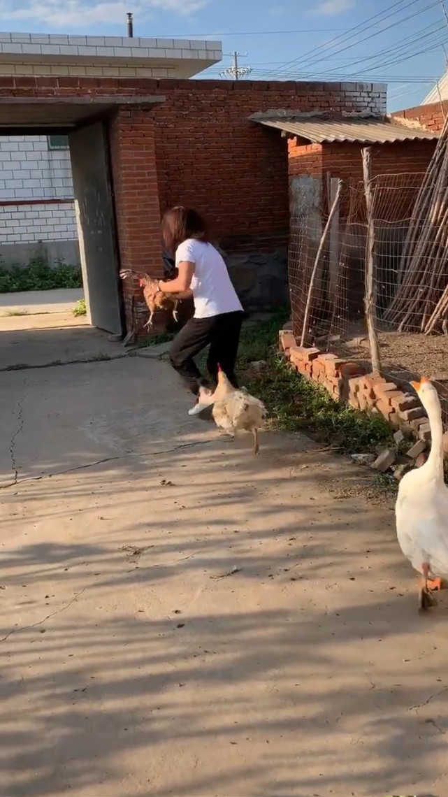 原创女子在乡下抓小鸡母鸡发现后追着女子戳母鸡放下我的孩子