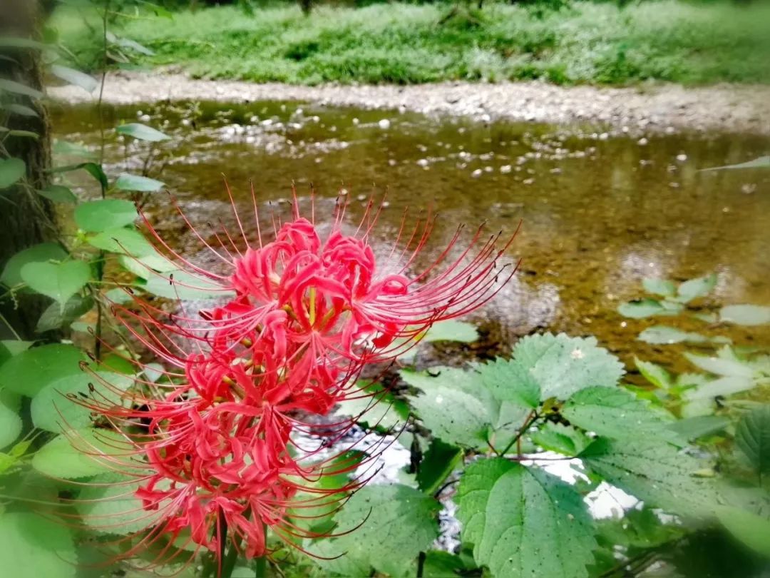 彼岸花算得上是五泄标志性的植物,因为它开了,接下去来的就是刘龙坪的