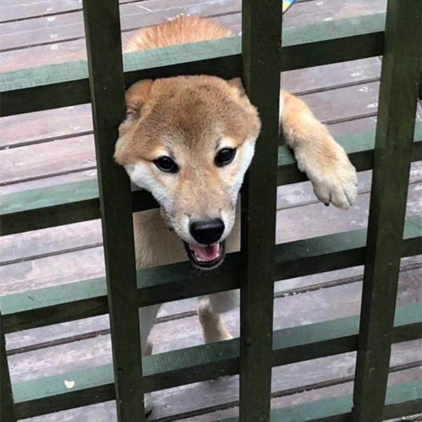 柴犬趴栏杆表情包图片