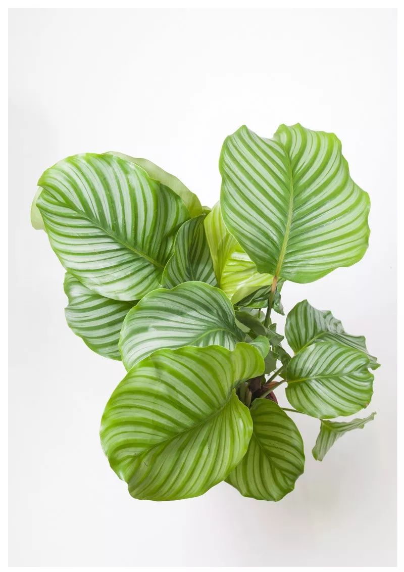 北边阳台光照较少,适合喜半阴或耐阴的观叶植物,比如:竹芋,玉簪,虎皮