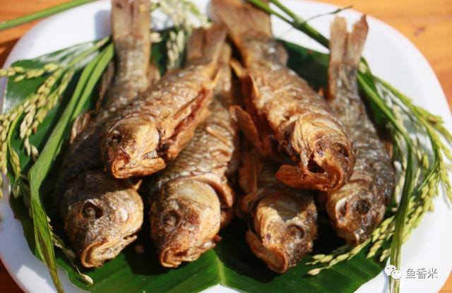 龙陵·龙江稻花鱼——藏满了秋天的秘密!