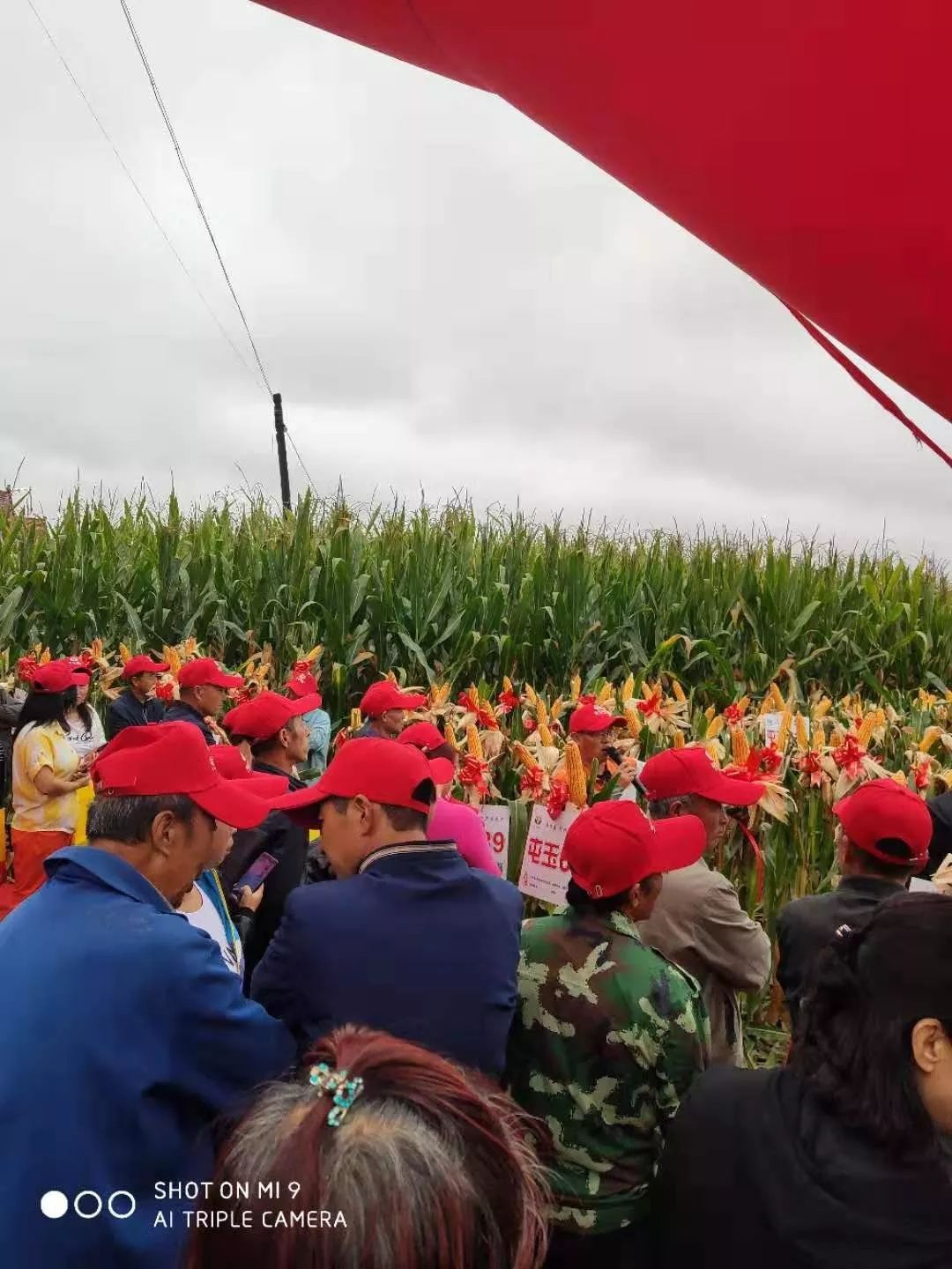 秋硕行动之屯玉639寿阳田间观摩会