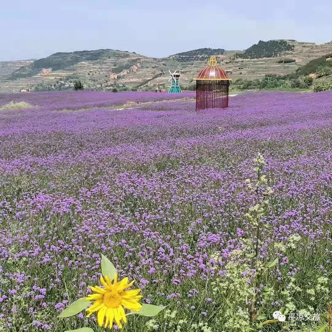 【聚焦】涇川鄉村旅遊走進甘肅都市調頻廣播《專家帶你去旅行》節目