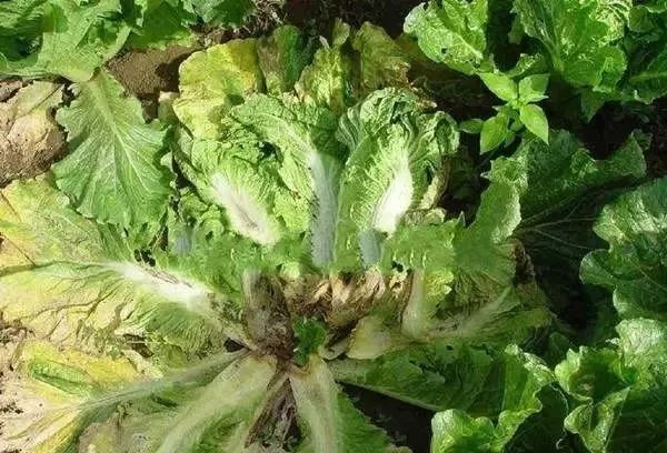 大白菜高清病害图谱都给你找齐了速速收下
