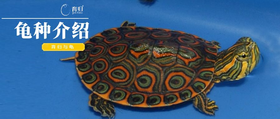 中美彩龟它还有个名字叫国产大河甜甜圈