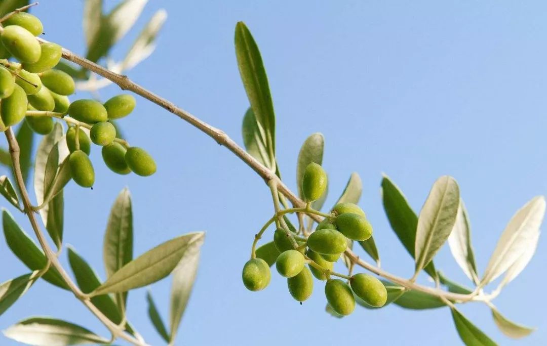 国际和平日愿世界和平永无纷争