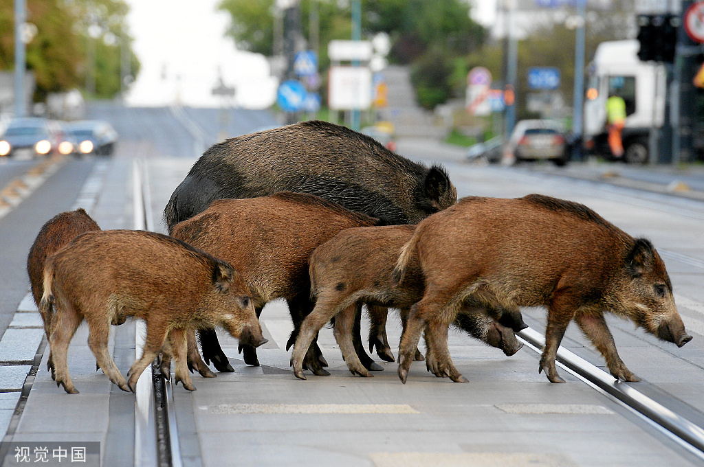 一群野猪在波兰街道招摇过市 民众驻足拍照