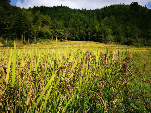 一起去稻田里撒野吧金秋丰收到三明这里嗨翻天