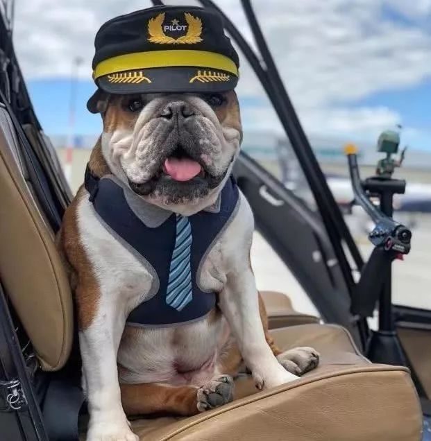 这狗子也光明正大的成为了副驾驶,变成了最酷的飞行员,征服了蓝天.