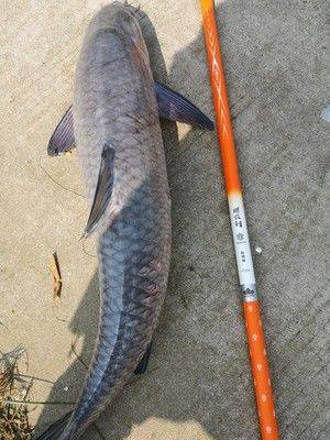 螺纹钢首批鱼获合集来看看钓友们的战果如何