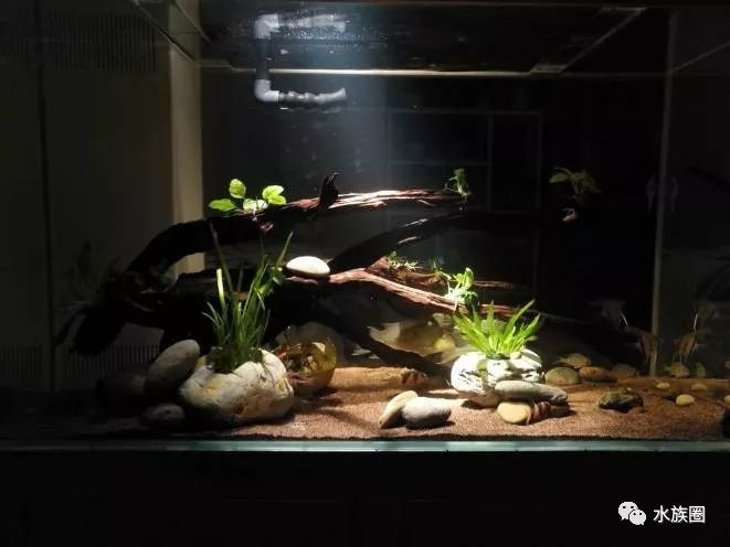 食土鲷美美的来一缸!几个鱼友分享美缸照.