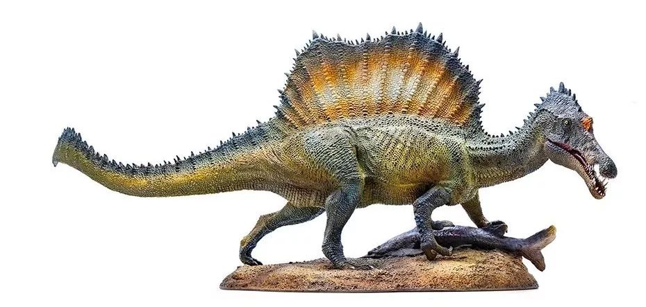 我是棘龙埃辛,为了吃鱼,我进化出了蹼化的脚掌我是胖胖的甲龙赛德,我