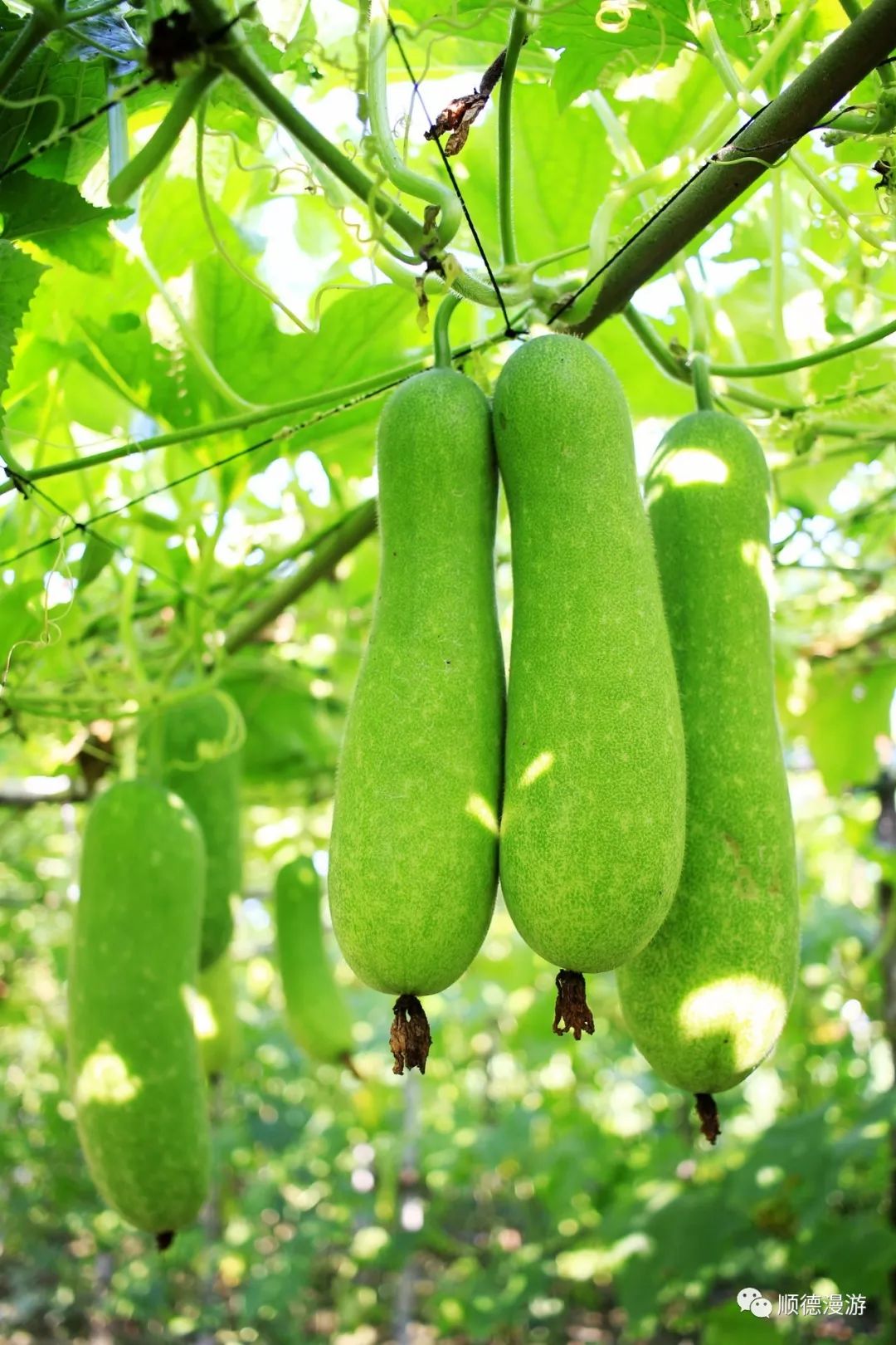 顺德新地农场丰收节