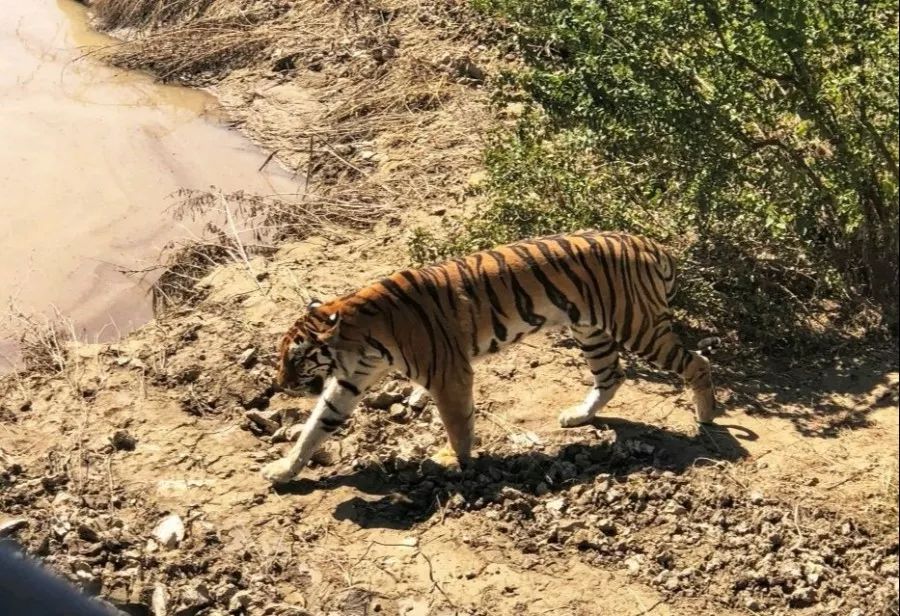 去了新疆野生動物園後我開始質疑動物園存在的意義