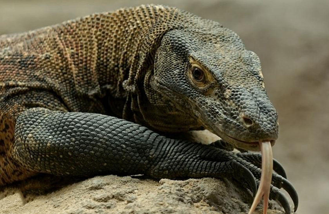 七种最强的肉食动物第一种对男性伤害很大