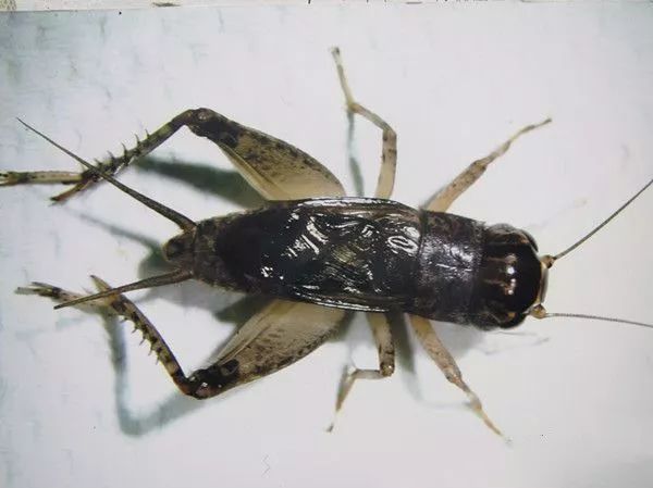 又到一年蛐蛐叫秋风渐起斗将来