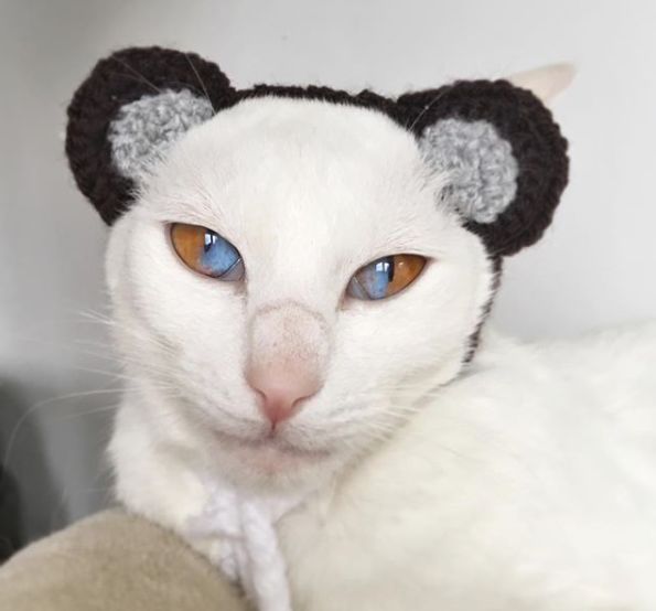 这只同时拥有两种颜色眼睛的猫咪,看一眼就心跳加速,太美了!