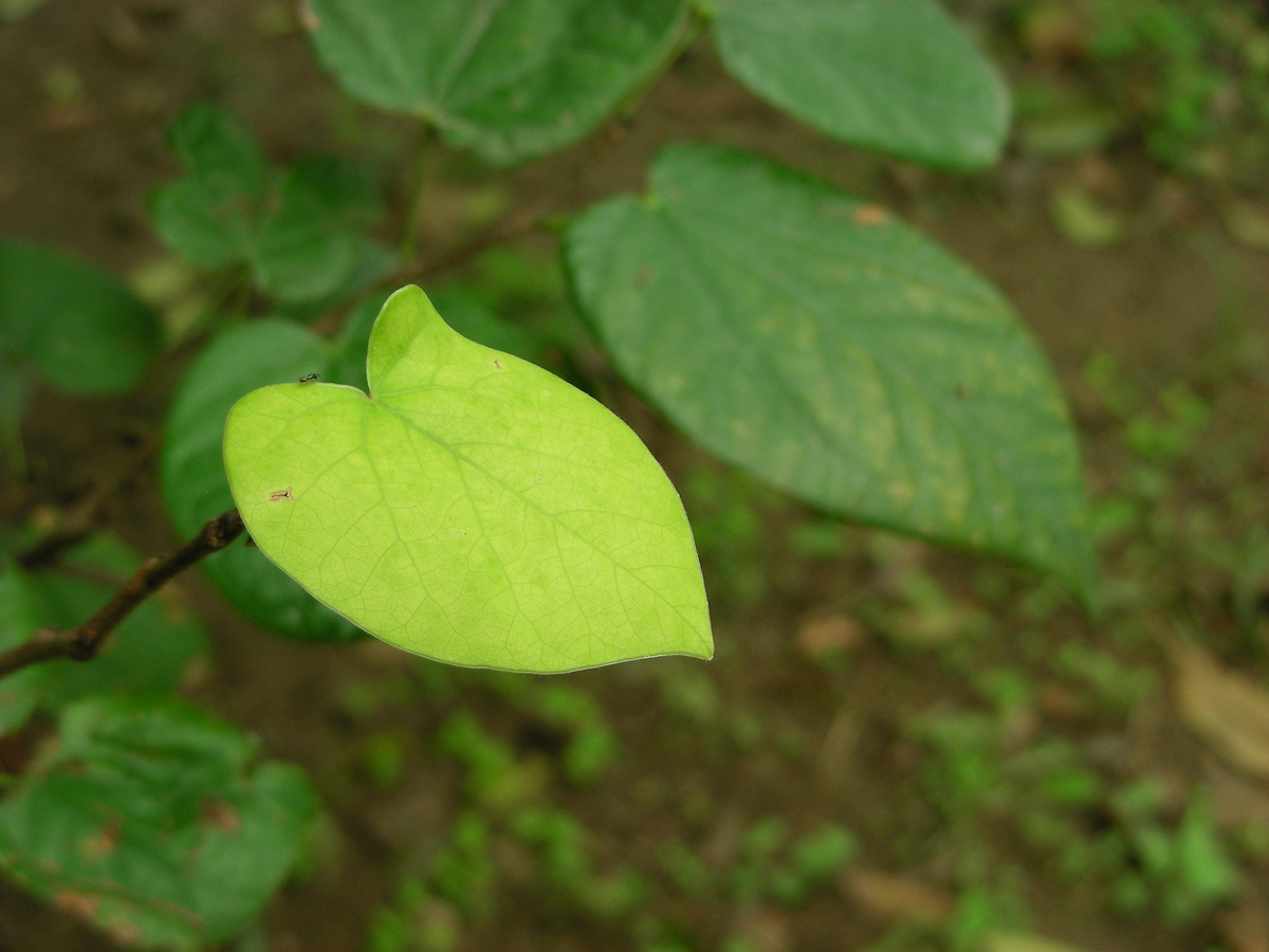 1/ 12 摄影:露申辛夷 摄影:露申辛夷 摄影:露申辛夷 摄影:露申辛夷