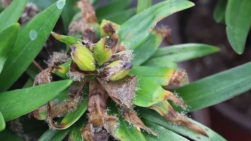 【新技术新材料】花卉高发病害——灰霉病的识别与防治