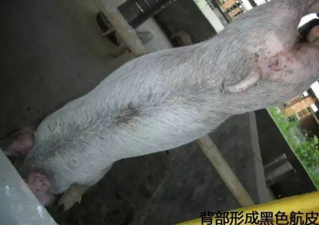 猪渗出性皮炎怎样防治