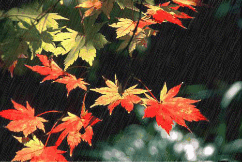 古诗词中的秋雨，滴滴都落在心头！_人人
