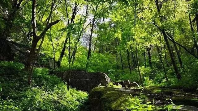 欒川這個景區有河南最大森林氧吧國慶節還將舉辦登山活動