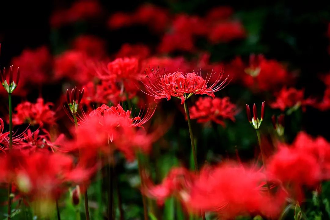 金堂人67300㎡彼岸花3000㎡粉黛草的新打卡点趁人少赶紧去