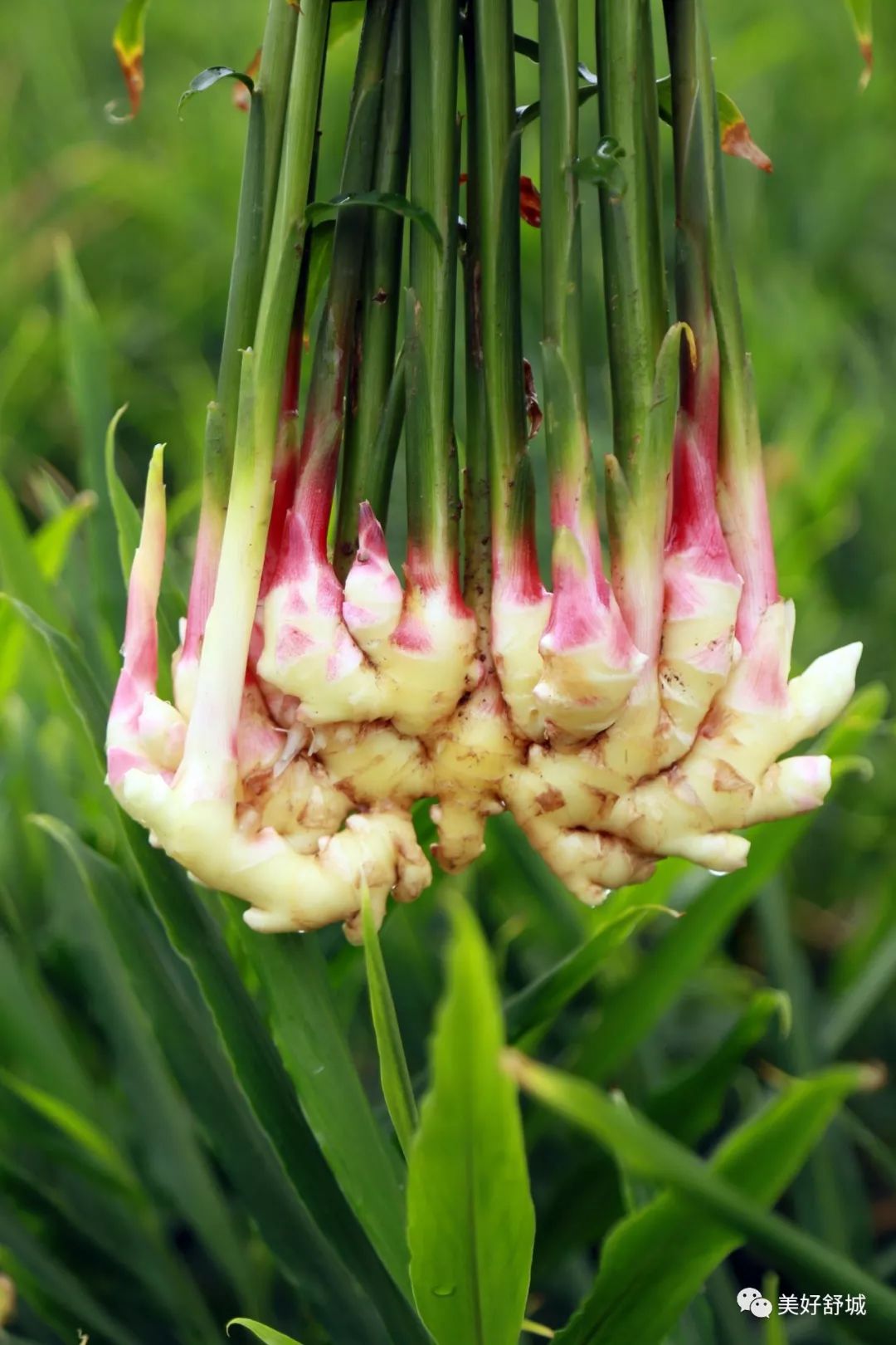 舒城生姜之乡现姜王