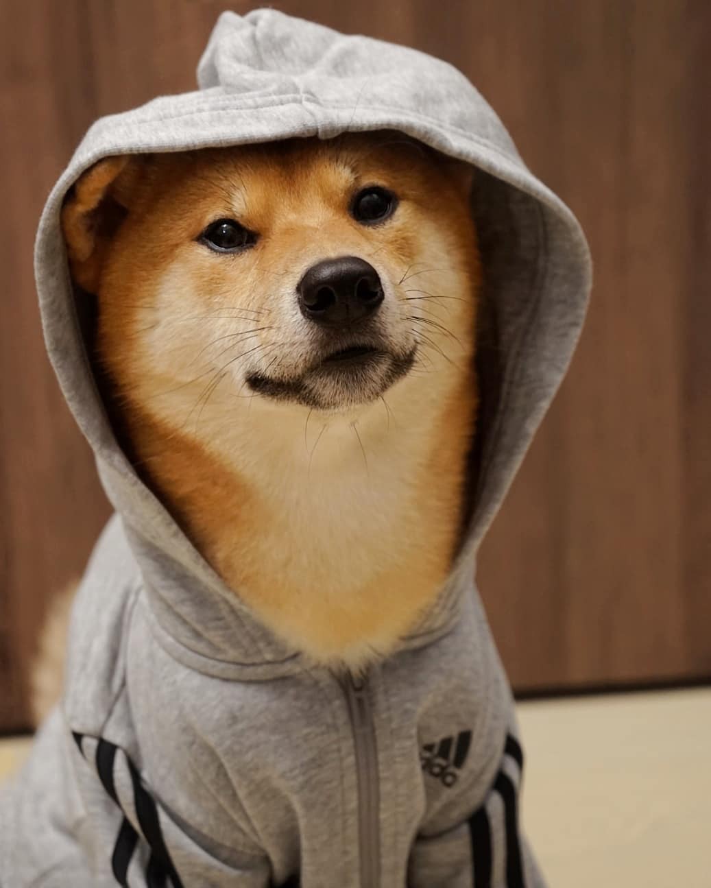 柴犬界的余文乐天生一副模特相全靠这招撩妹