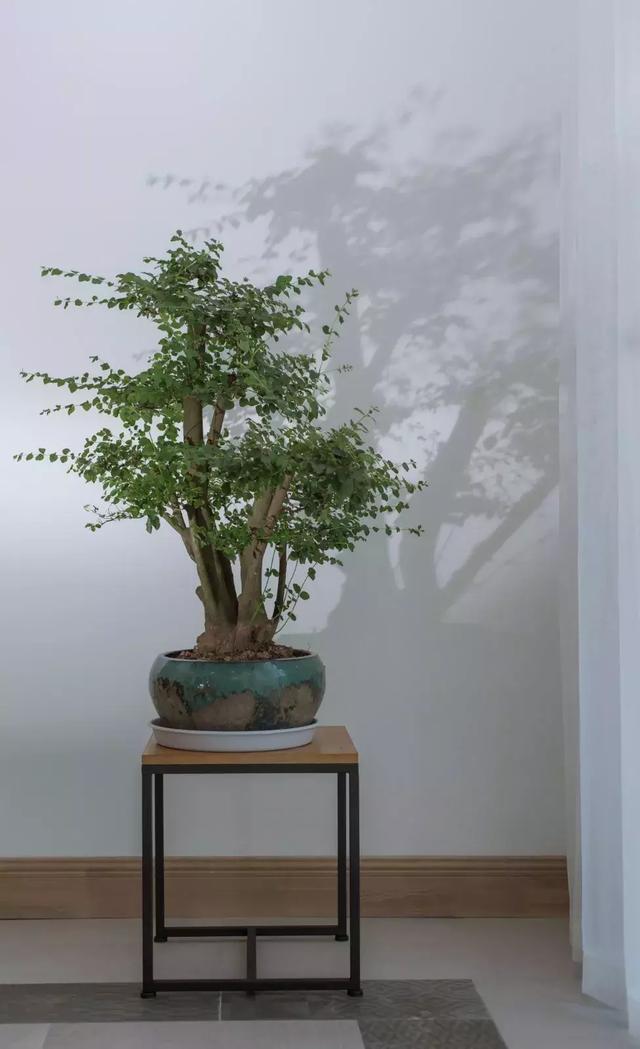 端景这个冷门设计美爆了