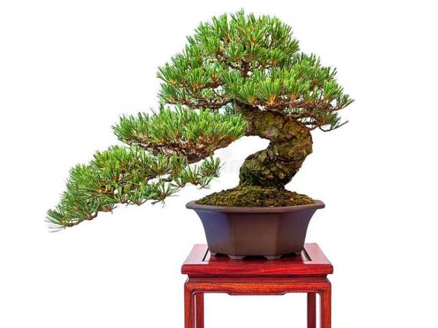 五针松盆景肥水管理做好这几点枝繁叶绿