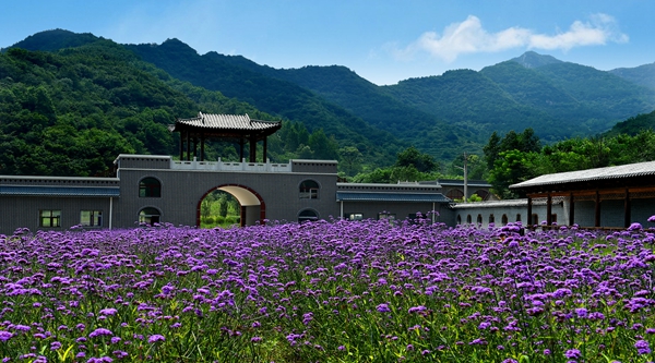 山西盂县藏山翠谷第二届采摘节启动
