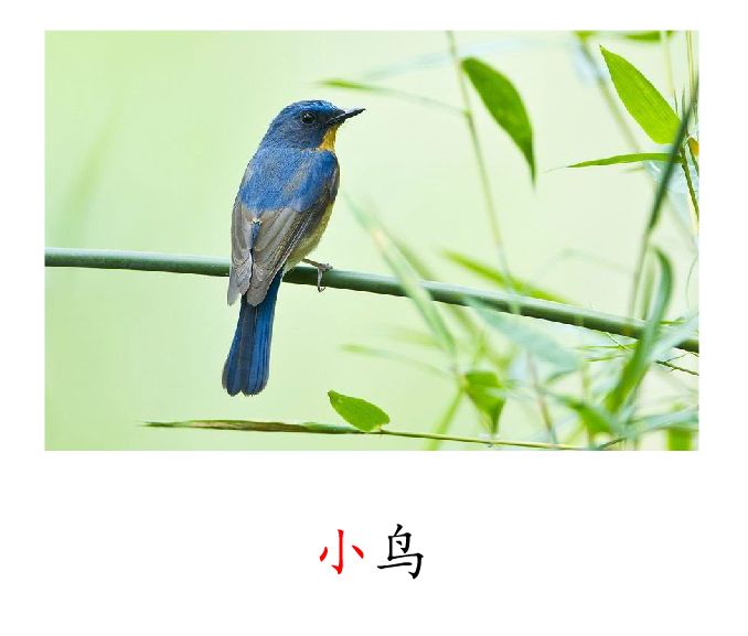 语文一上.汉语拼音10 ao ou iu