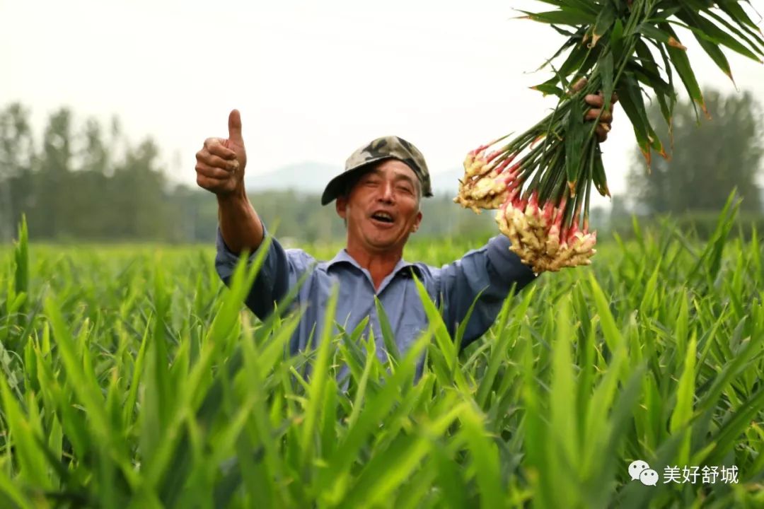 舒城生姜之乡现姜王