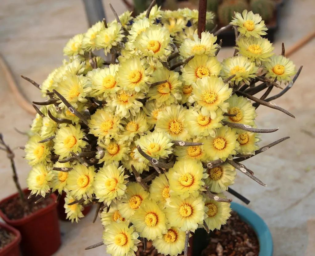 养殖10年的美杜莎多肉植物界的另类美人一起来欣赏