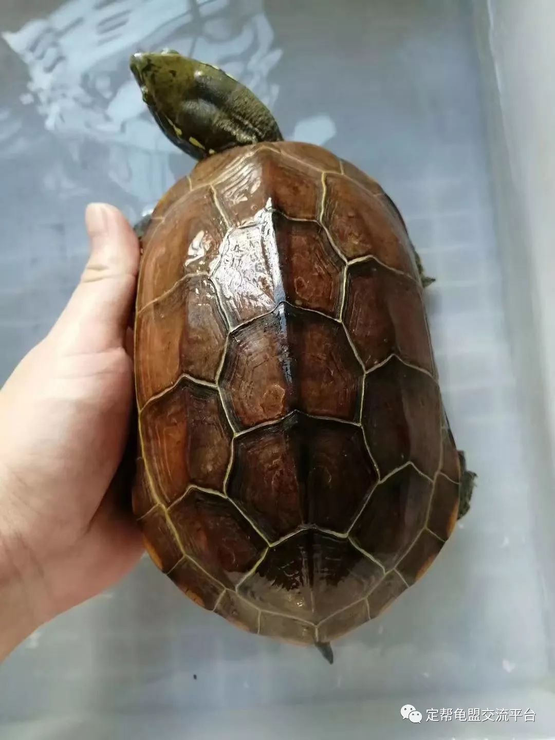 金钱龟头苗金钱龟头苗越南种,中山本地货,好样易大,快适应,3字头有售.