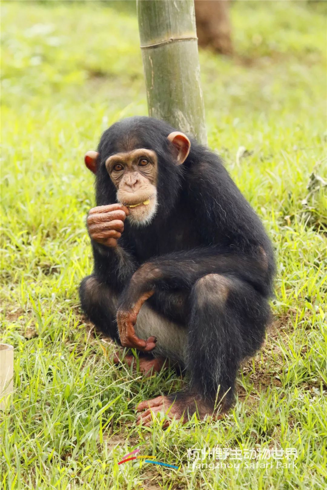 还有什么动物论智慧,黑猩猩也就只有它了!
