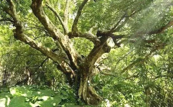 银稔九月的思念