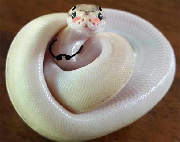 世界上最萌最可爱的蛇图片