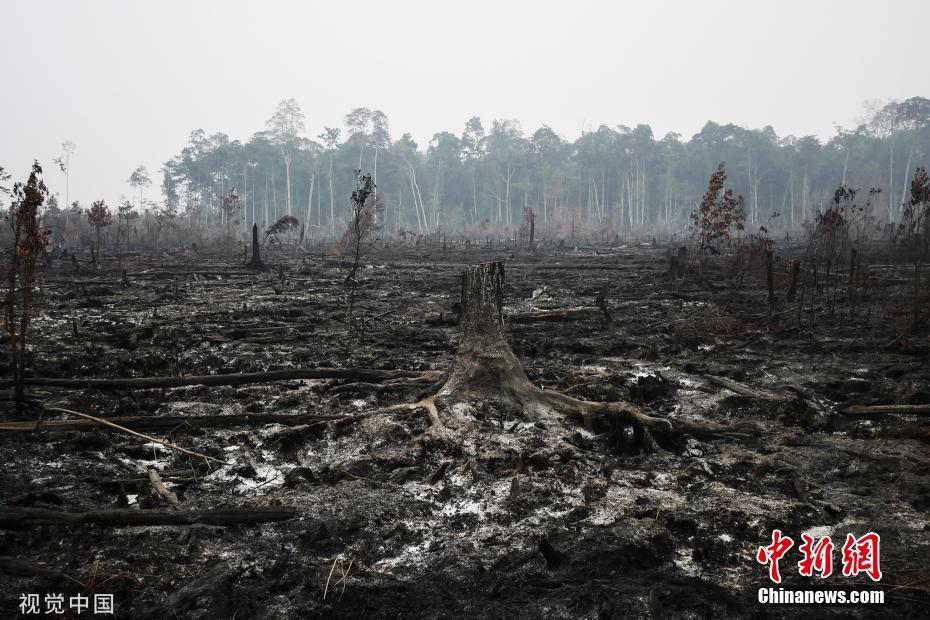 印尼森林山火后一片废墟 烟霾笼罩