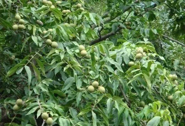 可能是小土豪呢!_核桃树