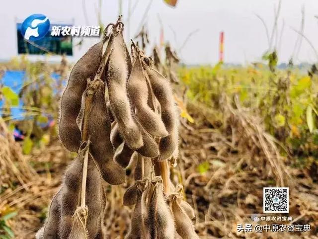 长江流域国审大豆新品种油6019中豆41实打验收和测产会在湖北天门市