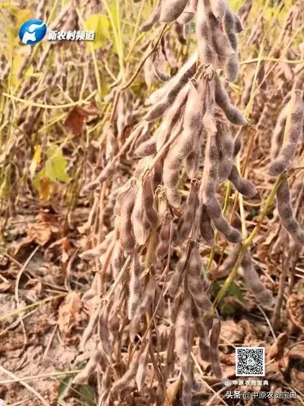 长江流域国审大豆新品种油6019中豆41实打验收和测产会在湖北天门市