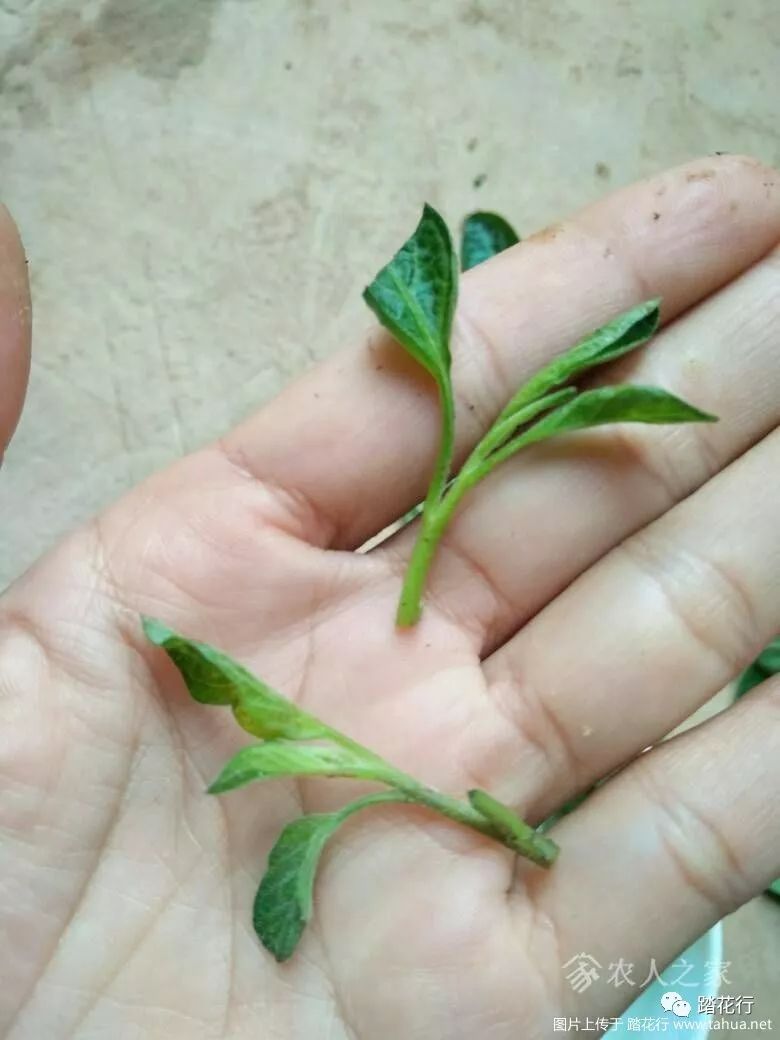 我种植人参果经验分享