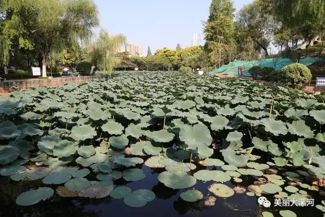 漯河隐溪湿地公园图片