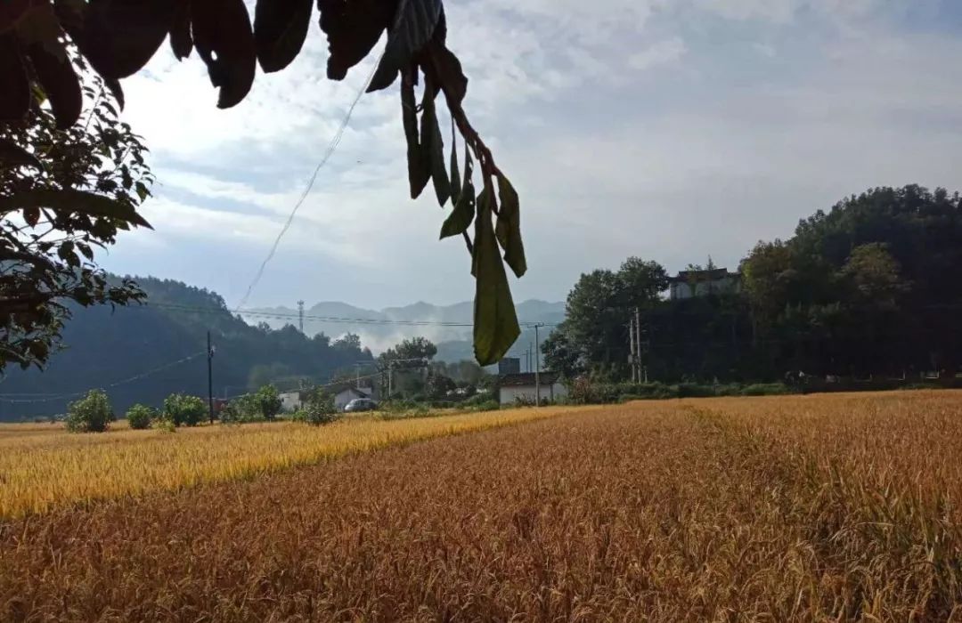 康县喜看稻菽千重浪醉美花庙九月天